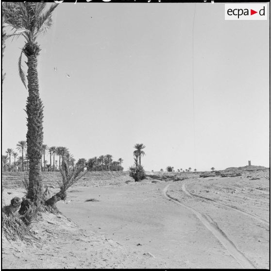 Une palmeraie à Adrar ou à Colomb-Béchar.