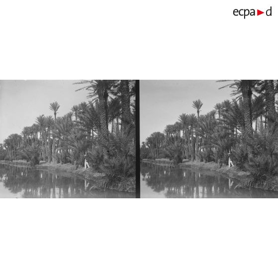 39. Coin dans la palmeraie (au barrage des pêcheurs). [légende d'origine]