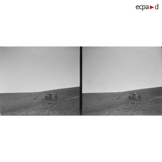 51. La pente fatale au chameau. [légende d'origine]