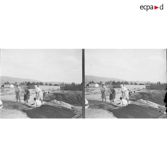 296. Récolte du blé. [légende d'origine]