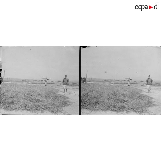 297. Récolte du blé. [légende d'origine]