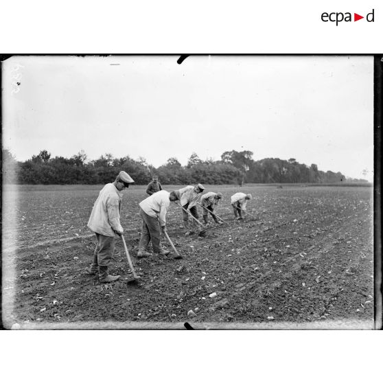 Treuilleau, Indre, prisonniers allemands binant un champ de betteraves. [légende d'origine]