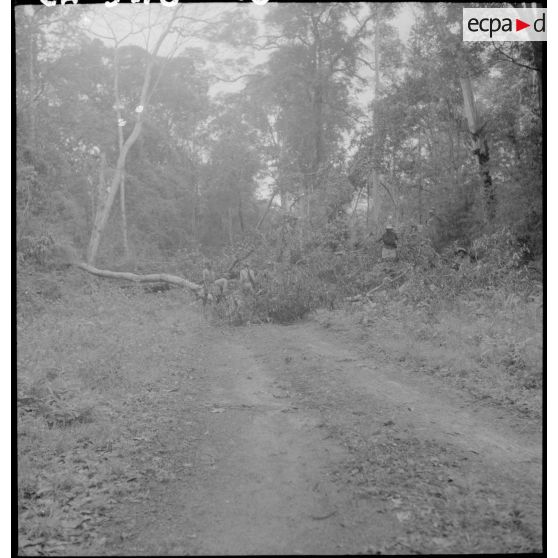 3 à 4 Des chasseurs du 4e BCC (?) (4e Bataillon de Chasseurs Cambodgiens) dégagent la piste coupée par un "abattis". [description provisoire]