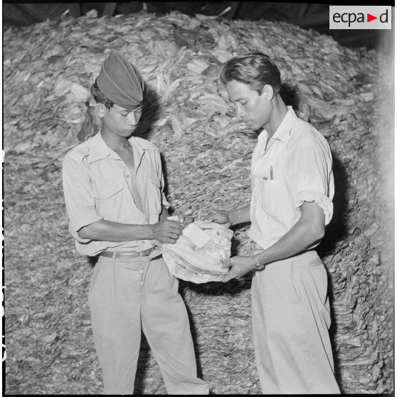 Des échantillons de poisson destiné à l'armée française sont prélevés et étiquetés pour analyse. [description provisoire]