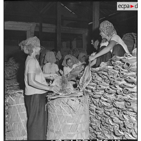 20 à 28 Mise en panier des poissons, pesée, contrôle, emballage des paniers dans des nattes et chargement dans un camion [description provisoire]