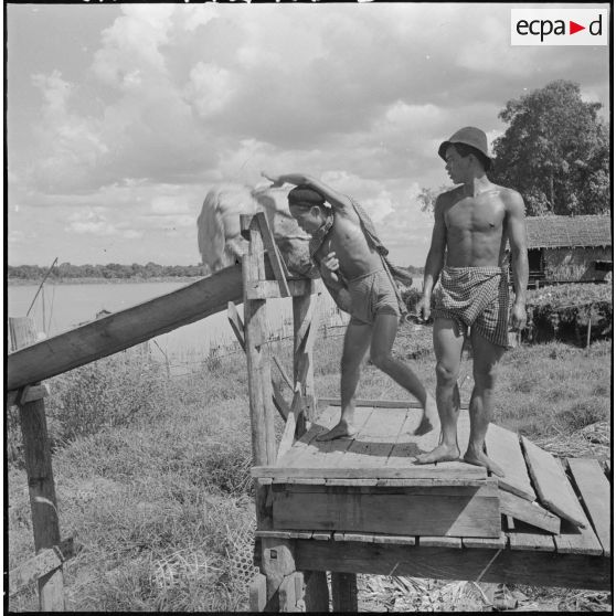 29 à 32  Les ballots de poissons séchés sont acheminés dans les jonques par un système de glissière. [description provisoire]