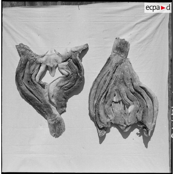 33 à 47 Présentation des différentes espèces de poissons séchés. [description provisoire]