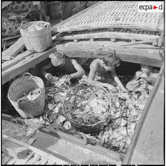 6 à 8 Tri, pesée et contrôle du poisson. [description provisoire]