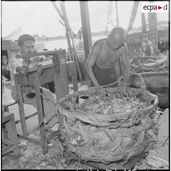 Le poisson, destiné à l'armée française, est trié, catégorisé et pesé avant d'être mis à sécher. [description provisoire]
