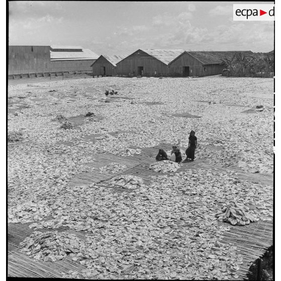 9 à 17 Aire de séchage des poissons. Le magasin de la coopérative rempli de poissons. [description provisoire]