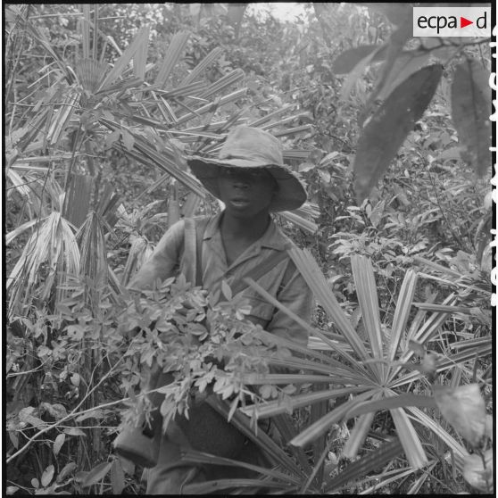 61 Un soldat africain (probablement du 2/6e RIC) avance au coupe-coupe dans la jungle. [description provisoire]