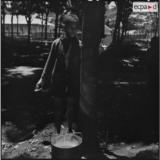 Récolte du latex dans une plantation d'hévéas de la région de Kompong Cham. [description provisoire]