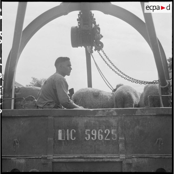 12 Un tirailleur du 3/4e RTT et des moutons vus de dos attendent de franchir les coupures dans un véhicule de dépannage [description provisoire]