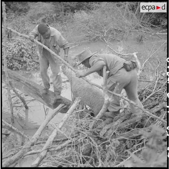 13 Deux tirailleurs du 3/4e RTT font traverser un pont de fortune à un mouton. [description provisoire]