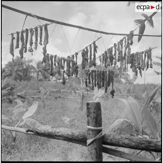 9 Des brochettes de viande de cerf, suspendues à des branches, sèchent au soleil. [description provisoire]
