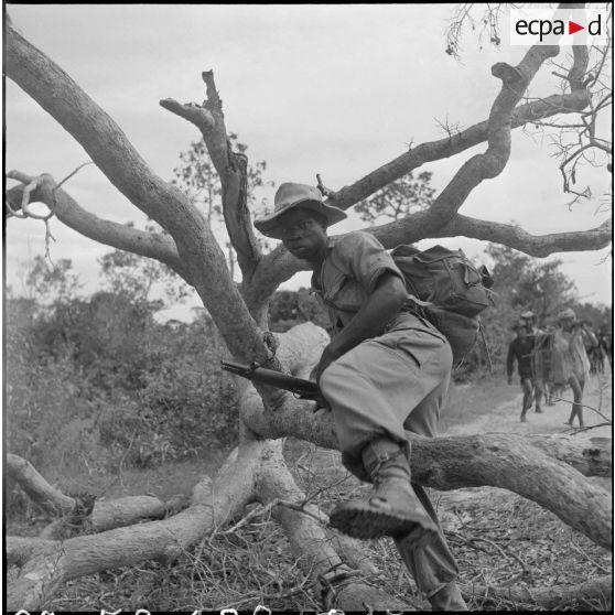 Un tirailleur du 2/6e RIC (2e bataillon du 6e Régiment d'Infanterie Coloniale) traverse des abattis, un des multiples obstacles mis en place par le Viêt-minh. [description provisoire]