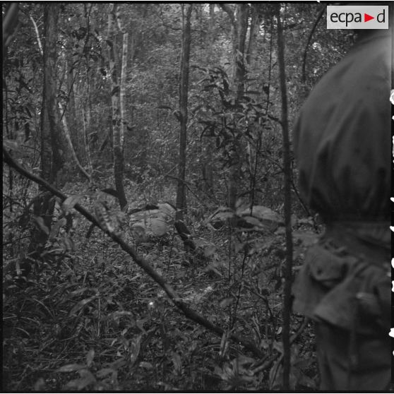 16 Des buffles ont été abattus dans la forêt pour le ravitaillement. [description provisoire]