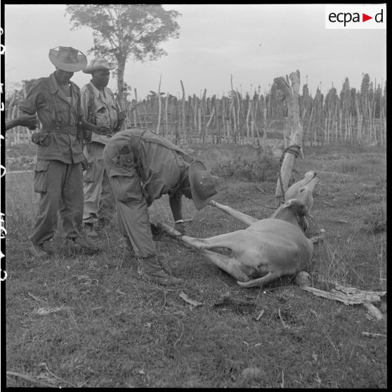12 Abattage d'un buffle destiné au ravitaillement en viande,  par 3 militaires du 2/6e RIC. [description provisoire]