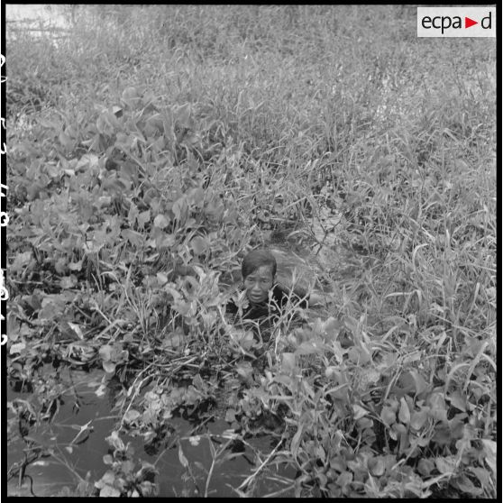 12 à 13 Un Viêt Minh, dissimulé dans la végétation du marécage, est découvert et hissé à bord d'une vedette. [description provisoire]