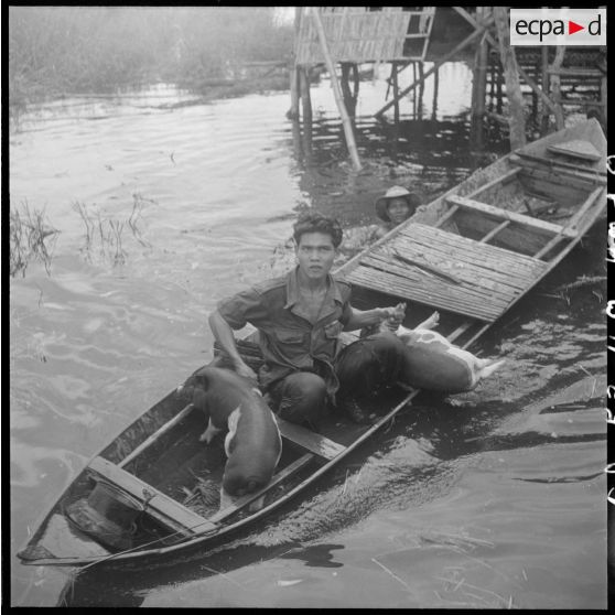 Opération "Seine I" sur le Song Bé avec le RMC (Régiment Mixte du Cambodge) : des porcelets abandonnés par le Viêt-minh sur un sampan sont récupérés pour améliorer l'ordinaire de la troupe. [description provisoire]