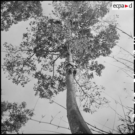 19 à 22 Guetteur en fonction dans le haut d'un arbre. [description provisoire]