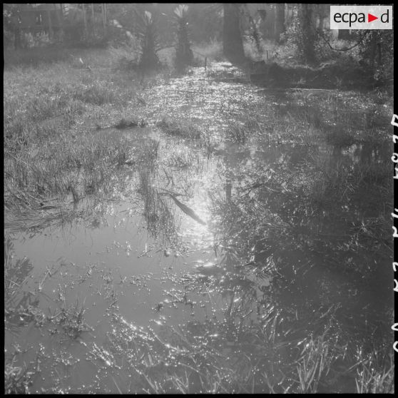 37 Effet de soleil sur un paysage marécageux traversé fréquemment au cours de l'opération de reconnaissance. [description provisoire]