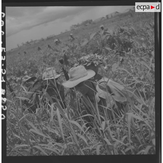 Eléments du 13e bataillon vietnamien (BVN) progressant dans de hautes herbes au cours d'une patrouille dans le secteur de de Can Tho. [description provisoire]