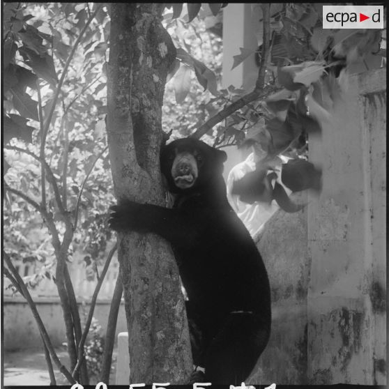 Ours malais agrippé à un tronc d'arbre. [description provisoire]