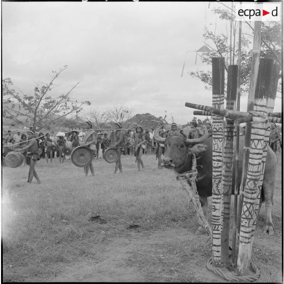 Danses rituelles autour du buffle attaché à un poteau avant son sacrifice.