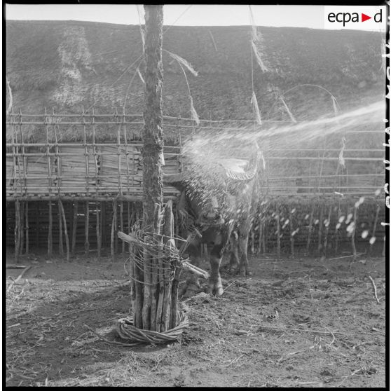 Les buffles sont attachés à un poteau et copieusement arrosés.