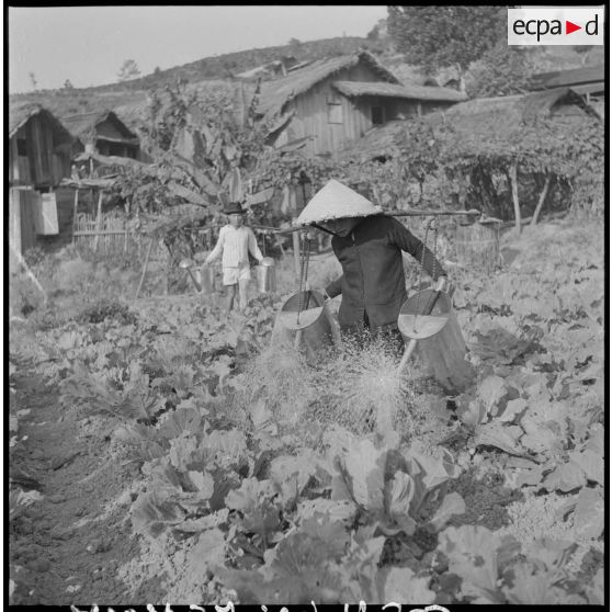 Maraîchage et culture du thé à Entre Rays (Cau Dat).