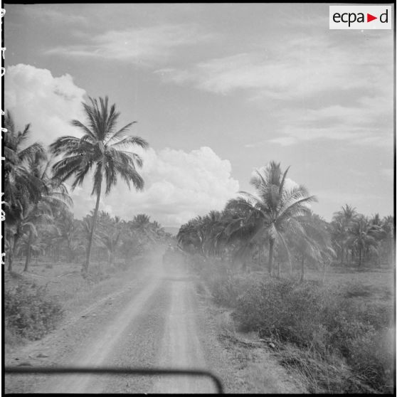 Cocoteraies sur la route Phan Rang - Nha Trang.