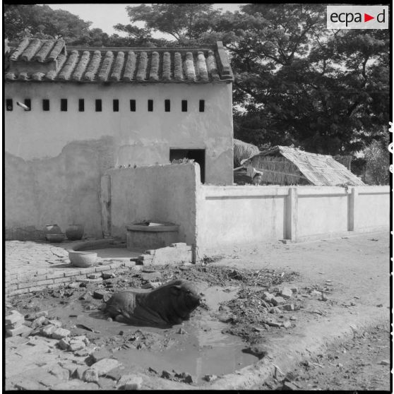 Porc vietnamien à proximité d'une habitation à Phan Rang.