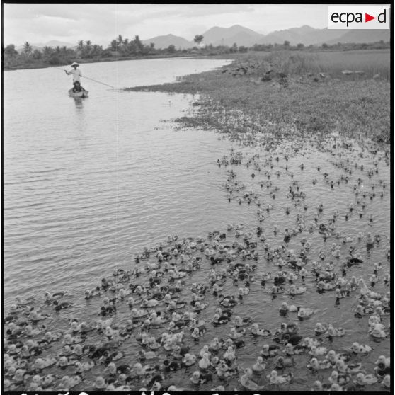 Groupe de canetons le long des berges de la rivière Cai dans la province de Khanh Hoa.