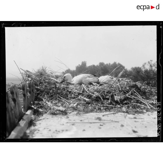 [Une cigogne dans un nid.]