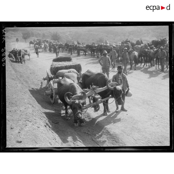 Arbre Noir. Intendance grecque. Voiture de ravitaillement trainée par des buffles. [légende d'origine]
