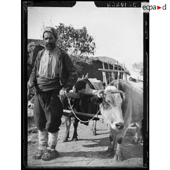 Doxato. Macédoine. Paysan et attelage de buffles. [légende d'origine]