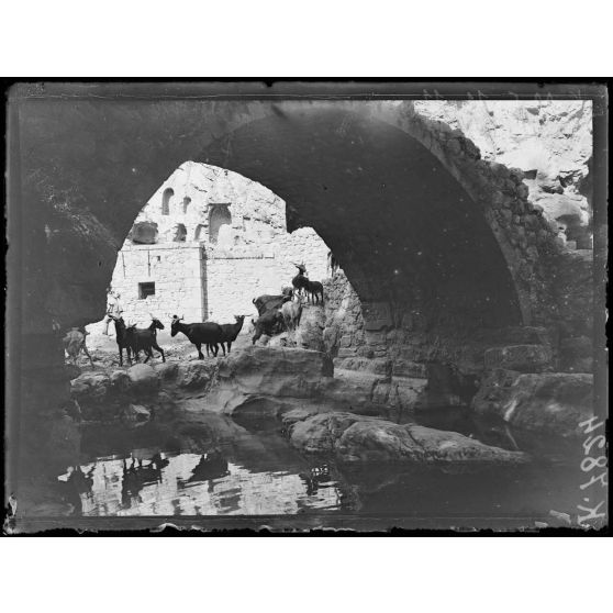 Livadia. La fontaine de Léthé. [légende d'origine]