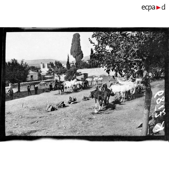 Pharsale. Les chasseurs du 1er régiment de chasseurs d'Afrique. [légende d'origine]