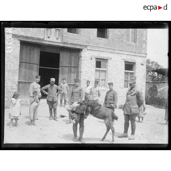 Gumendze. Ebats d'un jeune mulet né pendant la campagne. [légende d'origine]
