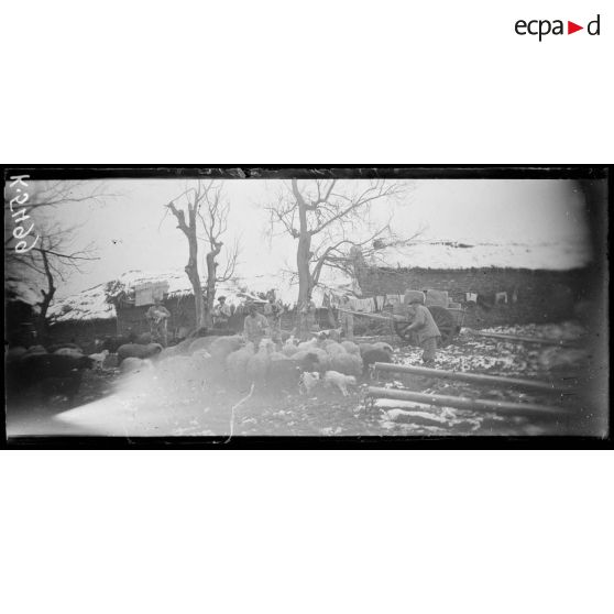 Borizani. Troupeau du train régimentaire du 372e. [légende d'origine]