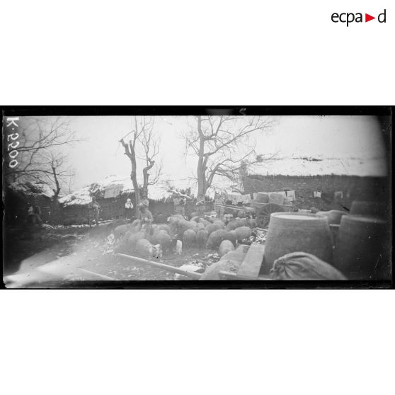 Borizani. Troupeau du train régimentaire du 372e. [légende d'origine]