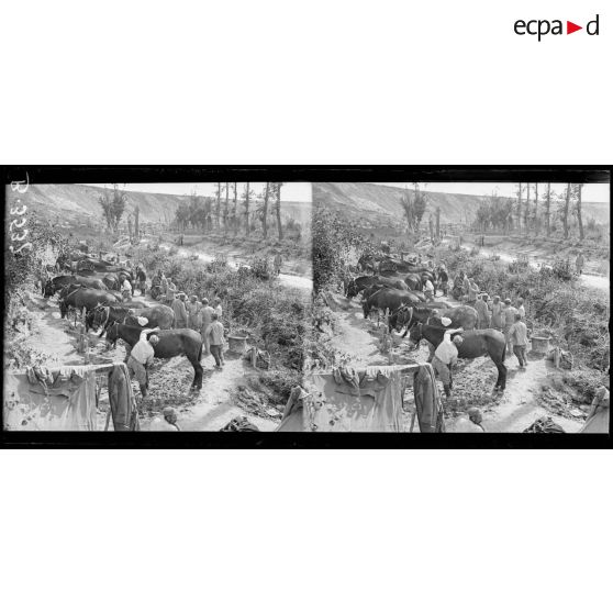 Environs de Frise (Somme), le pansage des mulets de mitrailleurs le long du canal de la Somme. [légende d’origine]