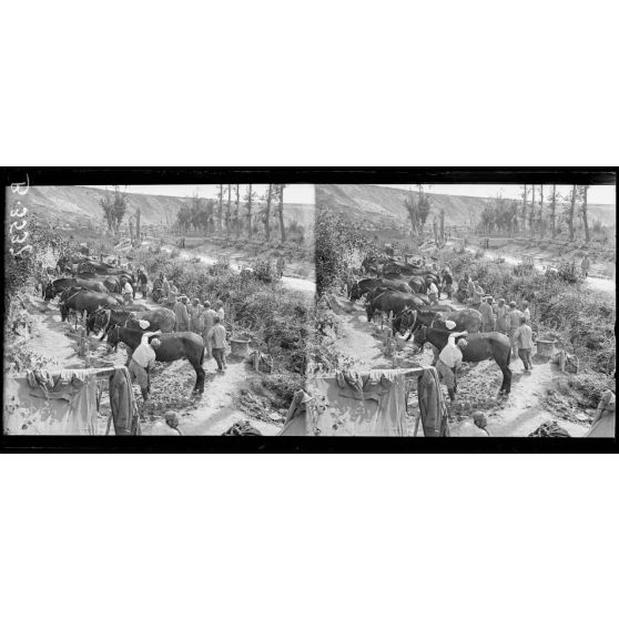 Environs de Frise (Somme), le pansage des mulets de mitrailleurs le long du canal de la Somme. [légende d’origine]