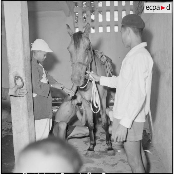 Préparation d'un cheval avant une course hippique avant une course à l'hippodrome de Phu Tho à Saigon.