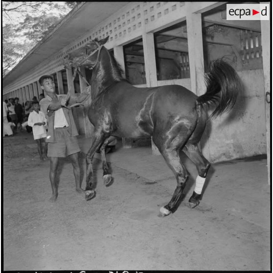 Un cheval nerveux est maîtrisé à l'hippodrome de Phu Tho à Saigon