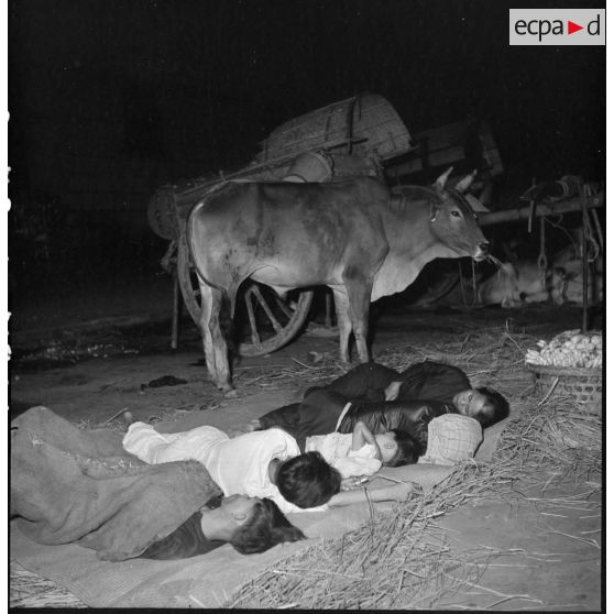 Une famille de vendeurs ambulants dort à même le sol près de leur vache dans une rue de Saigon.