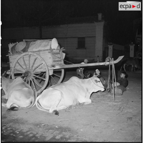 La charrette de vendeurs ambulants et des vaches couchées au sol la nuit à Saigon.