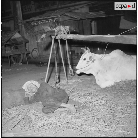 Un vendeur ambulant dormant près d'une vache dans une rue de Saigon.