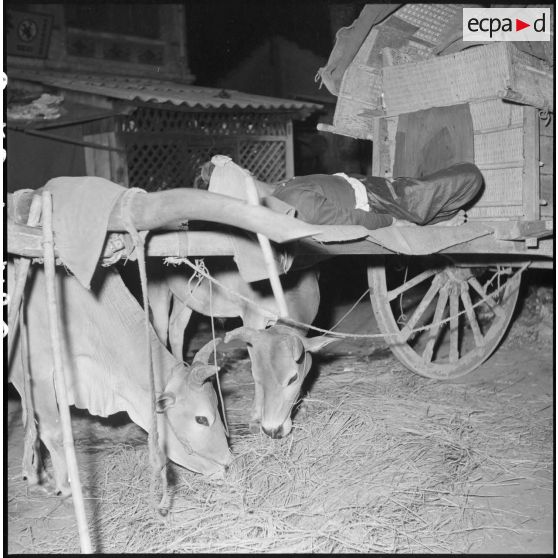 Vietnamien dormant sur une charrette près des vaches dans une rue de Saigon.